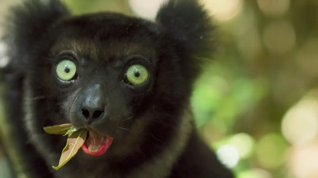 Planet Earth II: Explore Nature’s Most Breathtaking Moments